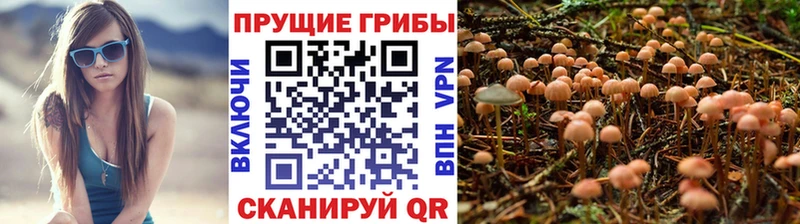 Псилоцибиновые грибы Cubensis Сальск